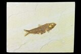 Fossil Fish (Knightia) - Green River Formation - Wyoming #136527-1